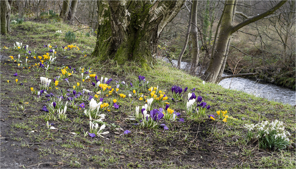 Wild Crocus and Snowdrops by pcoulson