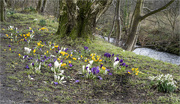 3rd Mar 2022 - Wild Crocus and Snowdrops