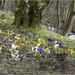 Wild Crocus and Snowdrops by pcoulson