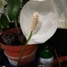 A Peace Lily flower.  by grace55