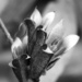 Wild Carolina jasmine seed pods... by marlboromaam