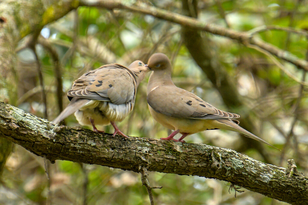 Friendly doves by danette