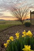 3rd Mar 2022 - Daffodils in the Setting Sun 