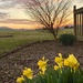 Daffodils in the Setting Sun  by calm