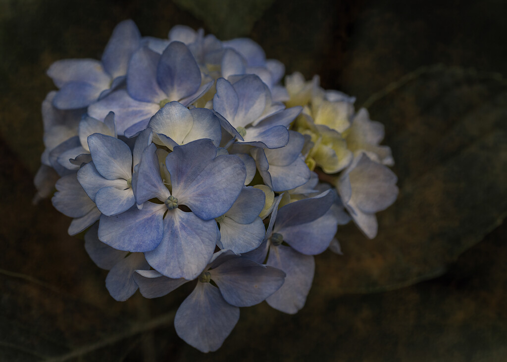 Blue Hydrangea by nickspicsnz