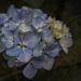 Blue Hydrangea by nickspicsnz