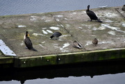 3rd Mar 2022 - Coot and Friends