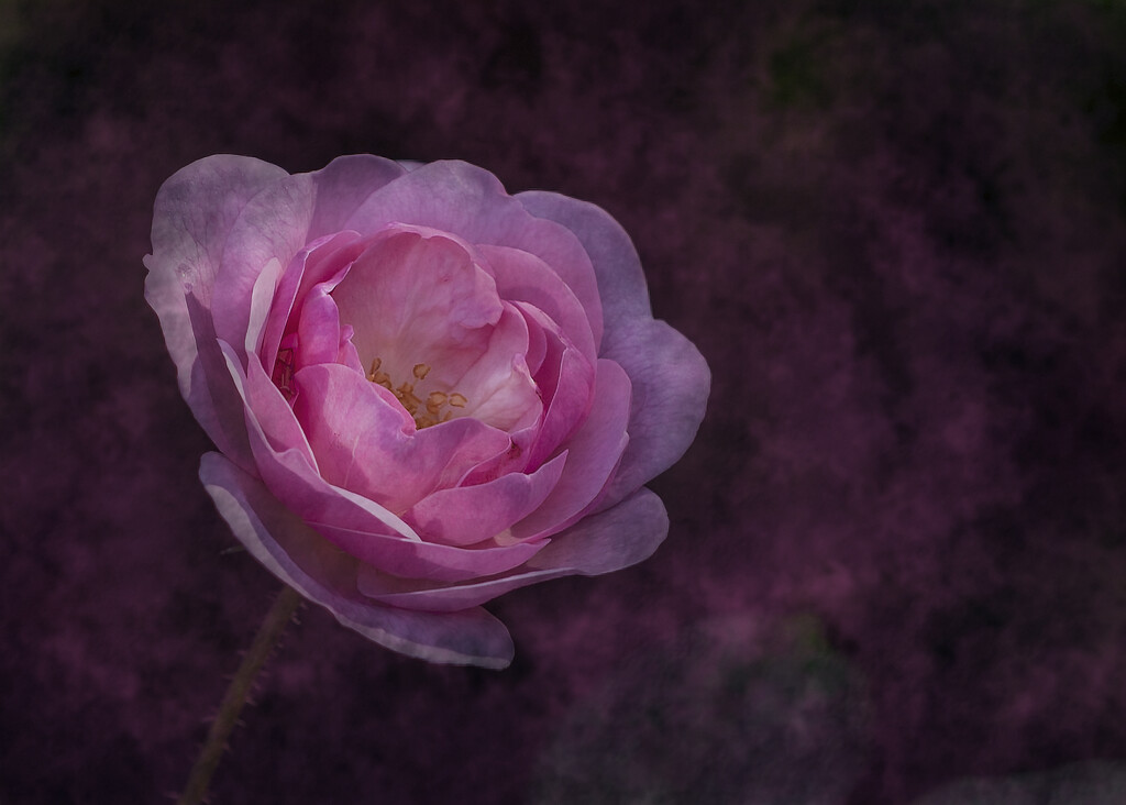 Pink Rose by nickspicsnz