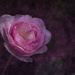 Pink Rose by nickspicsnz