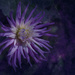 Purple Dahlia by nickspicsnz