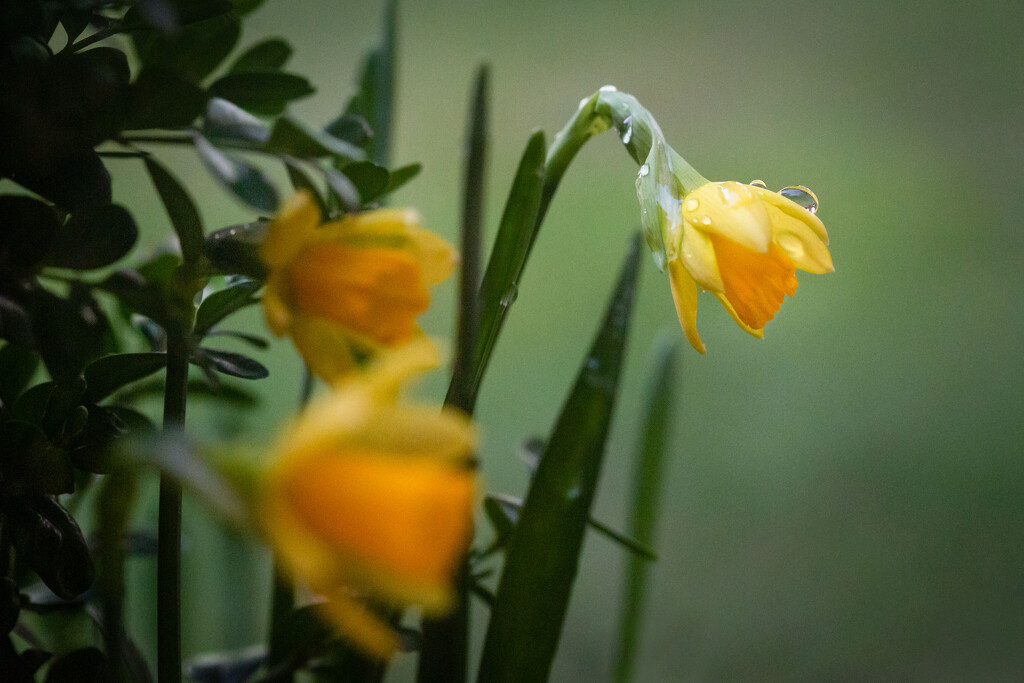 Daffodils After Rain by tina_mac