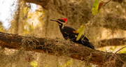 3rd Mar 2022 - Female Pileated Woodpecker!
