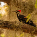 Female Pileated Woodpecker! by rickster549