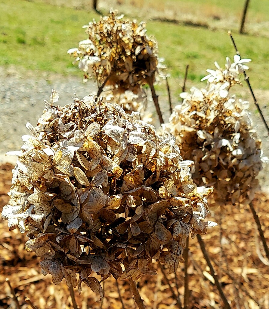 Dried Hydrangea  by harbie