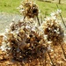 Dried Hydrangea  by harbie