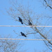 Three Birds in Tree by sfeldphotos
