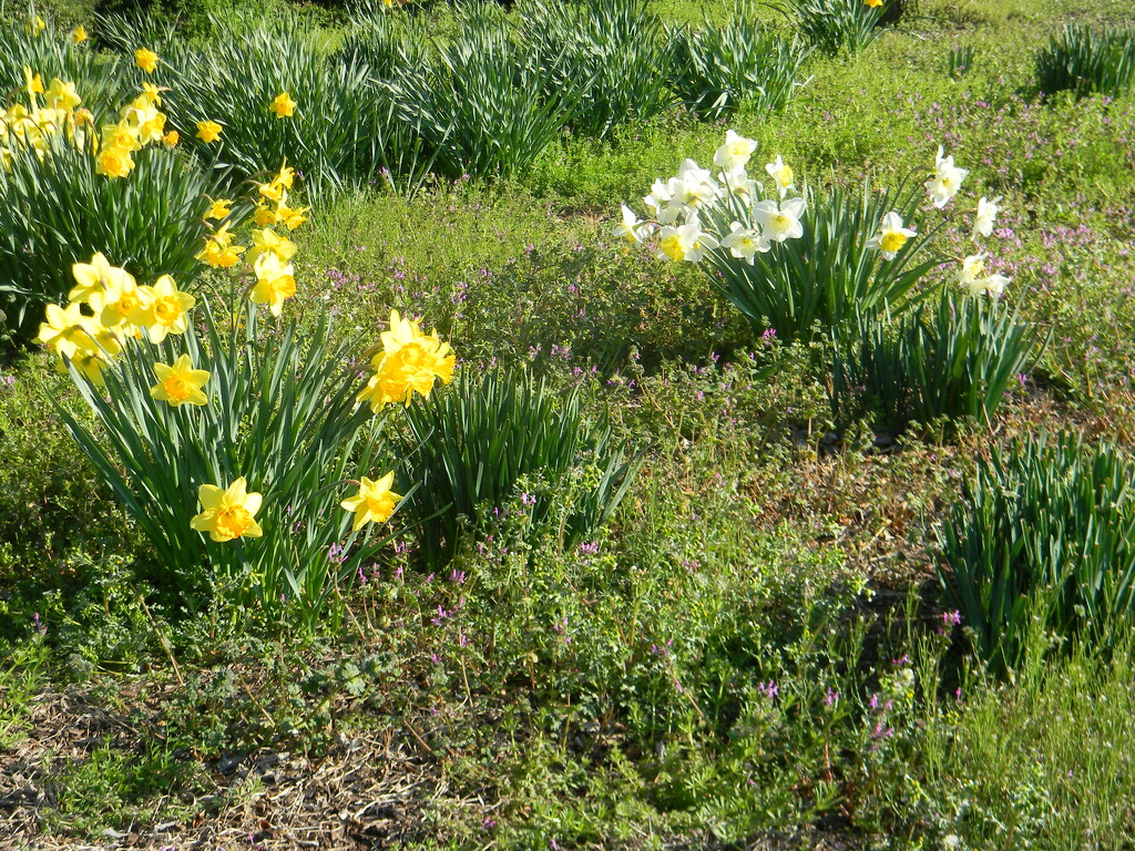 Daylilies, Daffodils and Purple Flowers by sfeldphotos