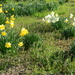 Daylilies, Daffodils and Purple Flowers by sfeldphotos