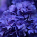 hydrangea in blue by quietpurplehaze