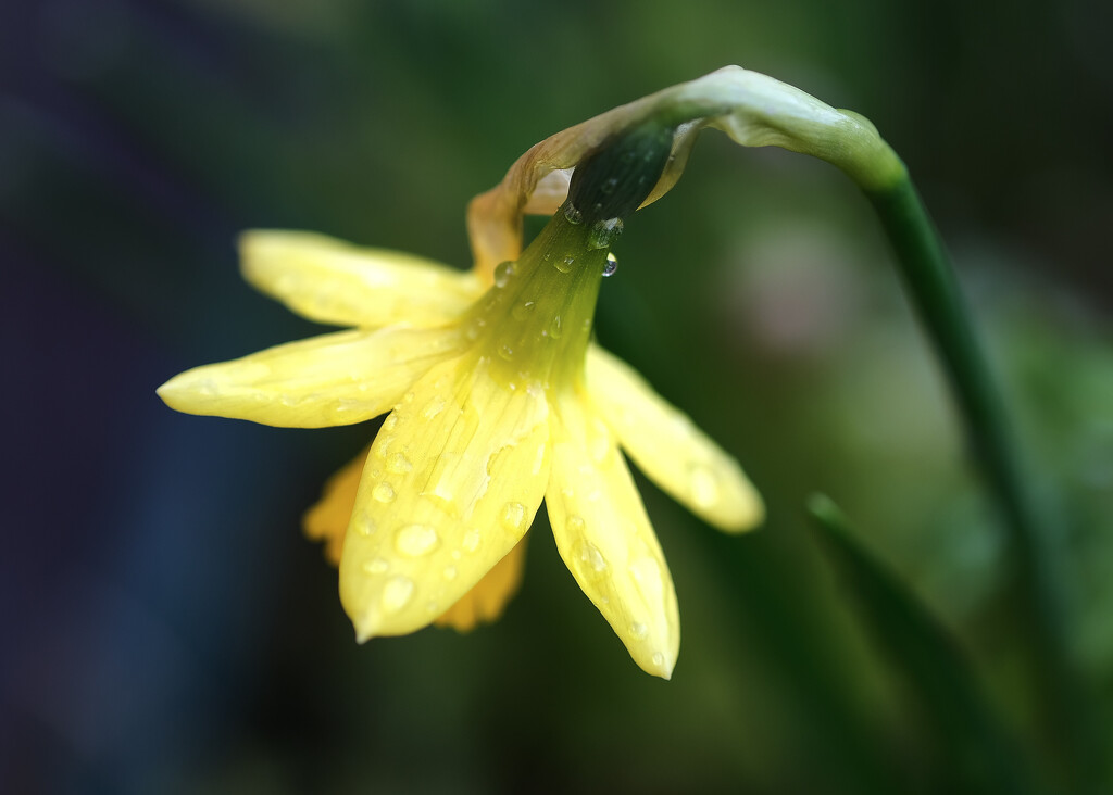 Daffodil by kametty
