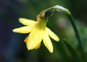 4th Mar 2022 - Daffodil