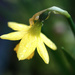 Daffodil by kametty