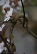 4th Mar 2022 - Single blossom