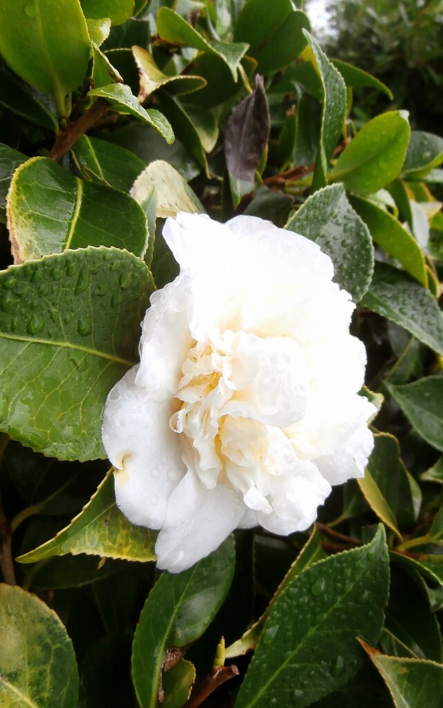 White Camellia by cutekitty