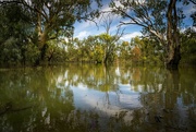 1st Mar 2022 - Flooded forest