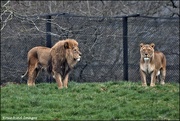4th Mar 2022 - The lions