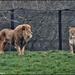 The lions by rosiekind
