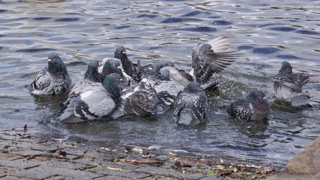 ANOTHER SHOWER OF PIGEONS by markp