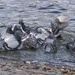 ANOTHER SHOWER OF PIGEONS by markp