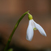 4th March - Snowdrop by newbank