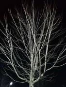 4th Mar 2022 - Night Branches
