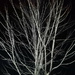 Night Branches by revken70