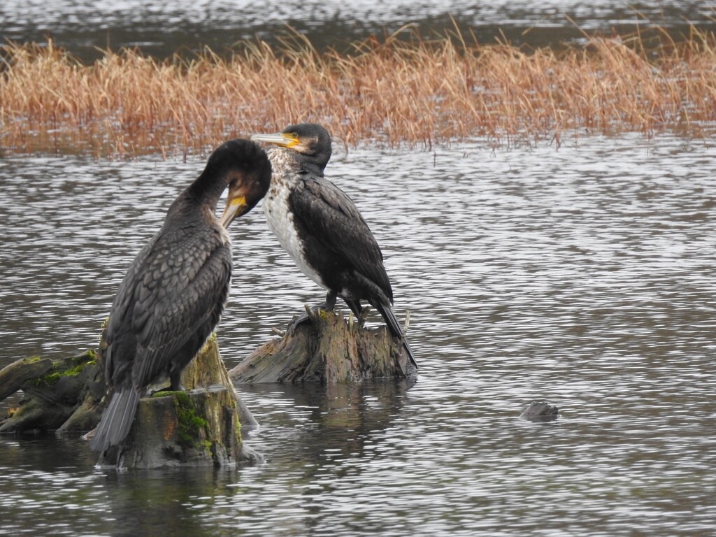 Cormorants  by susiemc
