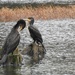 Cormorants  by susiemc