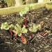 Rhubarb Doing Well  by susiemc