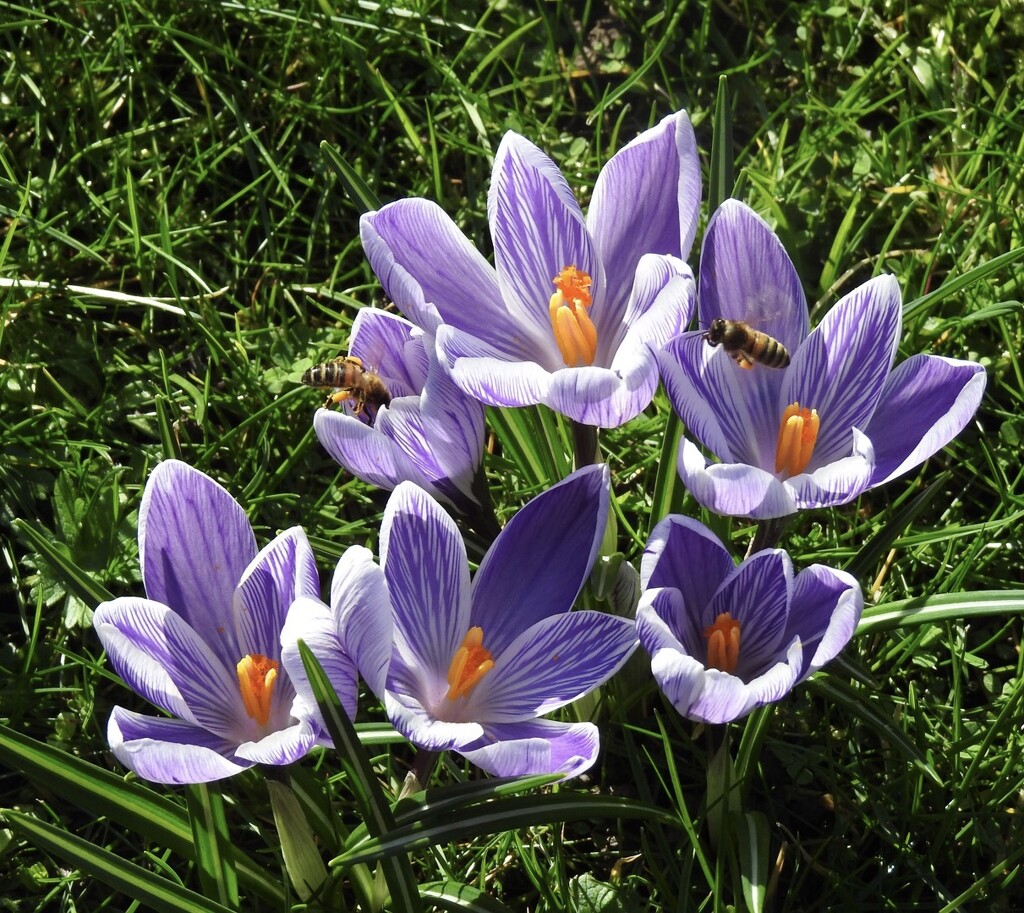 Crocuses and Bees  by susiemc