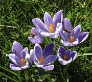 4th Mar 2022 - Crocuses and Bees 