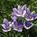 Crocuses and Bees  by susiemc