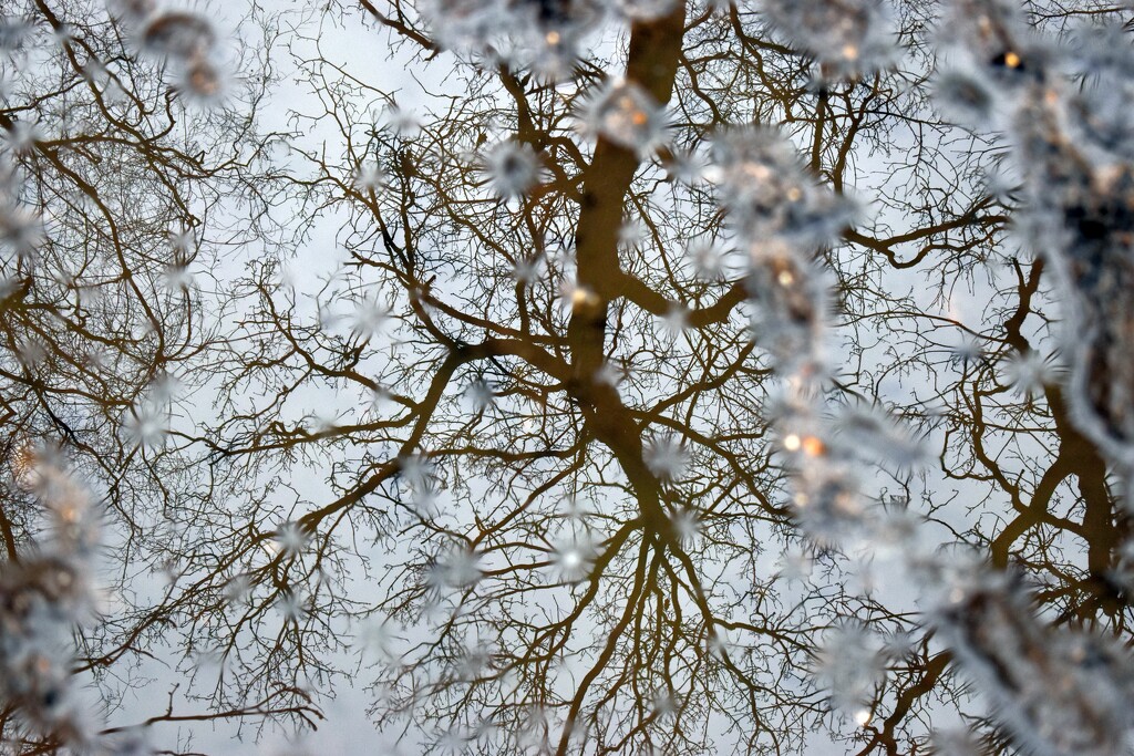 Refletion of nature in an extremely muddy puddle! by anitaw