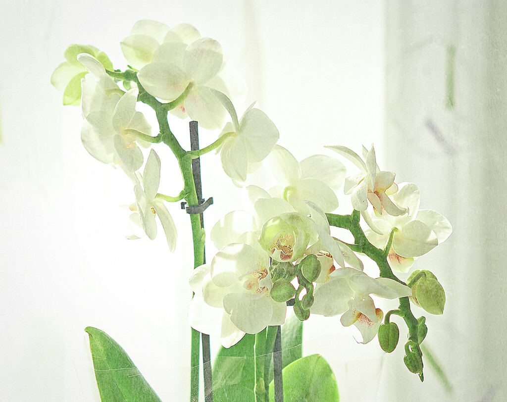 Orchid Spray by gardencat