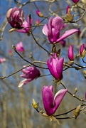 4th Mar 2022 - LHG_6620Magnolia tulip tree blooms