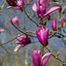 LHG_6620Magnolia tulip tree blooms by rontu