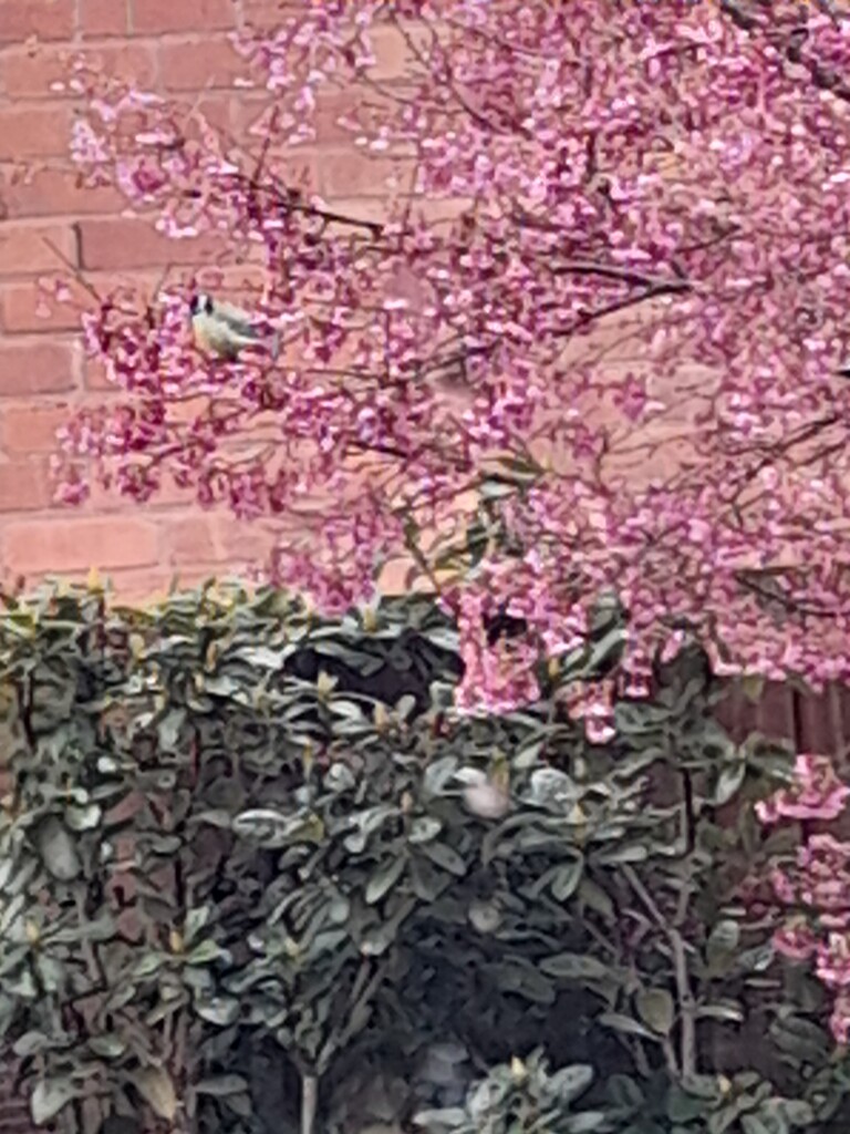 Blossom,... can you spot the bluetit ? by beryl