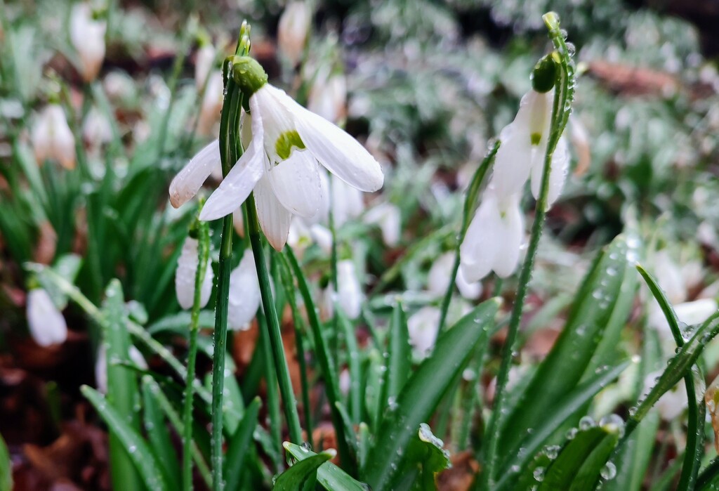 Snowdrops going over by boxplayer