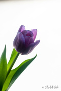 4th Mar 2022 - Purple tulip