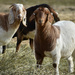 Curious Goats by bjywamer